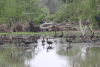 Southern Spur-winged Goose (Plectropterus gambensis niger)