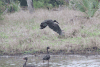 Mainland African Openbill (Anastomus lamelligerus lamelligerus)