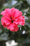 Hibiscus (Hibiscus sp.)