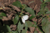 Common Gull (Cepora nerissa)