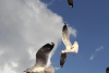 Brown-headed Gull Catching Tossed