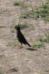 Great Myna (Acridotheres grandis)