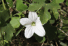 Ivy Gourd (Coccinia grandis)