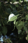 Banyan Tree (Ficus benghalensis)