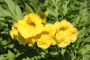 Yellow Bells (Tecoma stans)