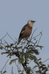 Vinous-breasted Starling (Acridotheres burmannicus)