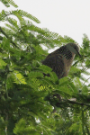 Spotted Dove (Spilopelia chinensis)