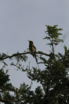 Asian Green Bee-eater ssp. ferrugeiceps (Merops orientalis ferrugeiceps)