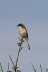 Grey-backed Shrike (Lanius tephronotus)