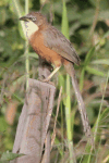 White-throated Babbler (Argya gularis)