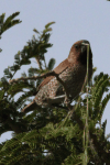 Scaly-breasted Munia (Lonchura punctulata)