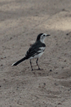 Black-backed Wagtail (Motacilla alba lugens)