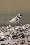 Little Ringed Plover (Charadrius dubius)