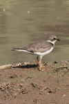 Little Ringed Plover (Charadrius dubius)