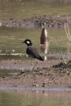 Red-wattled Lapwing (Vanellus indicus)