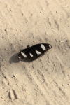 Danaid Eggfly (Hypolimnas misippus)