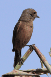 Pied Bush Chat ssp. burmanicus (Saxicola caprata burmanicus)