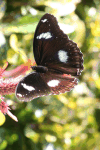 Great Eggfly (Hypolimnas bolina)