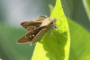 Skipper (Hesperiidae gen.)