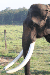 Asian Elephant Large Tusks