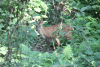 Indian Muntjac ssp. aureus (Muntiacus muntjak aureus)