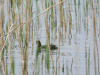 Eurasian Coot (Fulica atra)