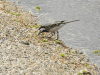 White Wagtail ssp. alba (Motacilla alba alba)