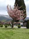 Flowering Tree St Naum