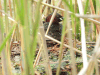 Little Grebe (Tachybaptus ruficollis)