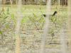 Eurasian Common Moorhen (Gallinula chloropus chloropus)