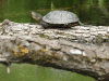 European Pond Turtle (Emys orbicularis)