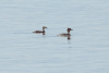 Great Crested Grebe (Podiceps cristatus)