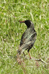 Common Starling (Sturnus vulgaris)