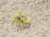 Wildflowers