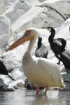 Great White Pelican (Pelecanus onocrotalus)