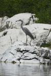 Western Grey Heron (Ardea cinerea cinerea)