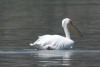 Great White Pelican (Pelecanus onocrotalus)