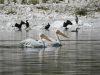 Great White Pelican (Pelecanus onocrotalus)