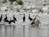 Great White Pelican (Pelecanus onocrotalus)