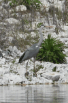 Western Grey Heron (Ardea cinerea cinerea)