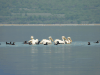 Great White Pelican (Pelecanus onocrotalus)