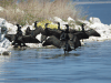 Continental Great Cormorant (Phalacrocorax carbo sinensis)