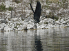 Western Grey Heron (Ardea cinerea cinerea)