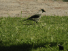 Hooded Crow (Corvus cornix)