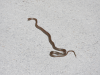 Aesculapian Snake (Zamenis longissimus)