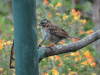 Zonotrichia capensis