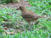 Turdus grayi