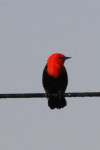 Scarlet-headed Blackbird (Amblyramphus holosericeus)