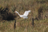 American Great Egret (Ardea alba egretta)