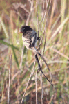 Strange-tailed Tyrant (Alectrurus risora)